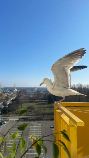 Gdynia Skwer Kosciuszki Gdynia